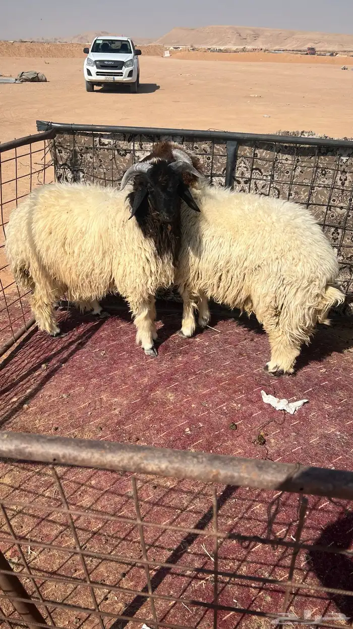 طليان نعيم بلدي فل شحم وطرف 1