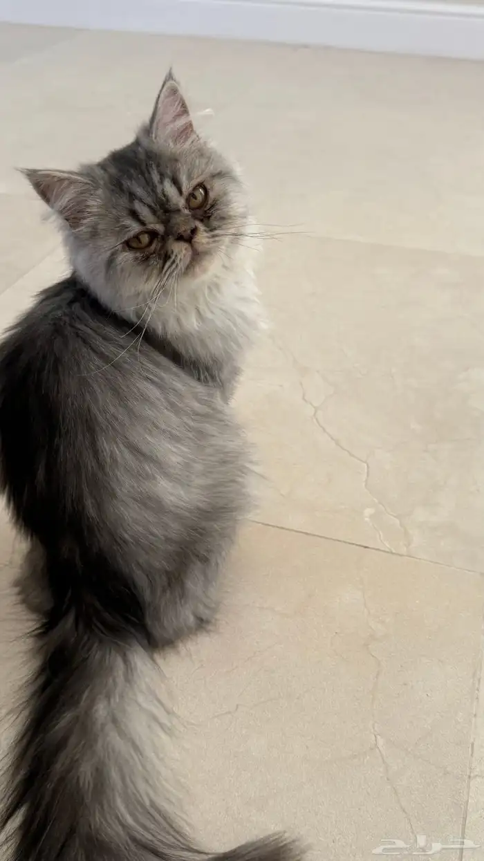 قط شيرازي العمر سنه 2