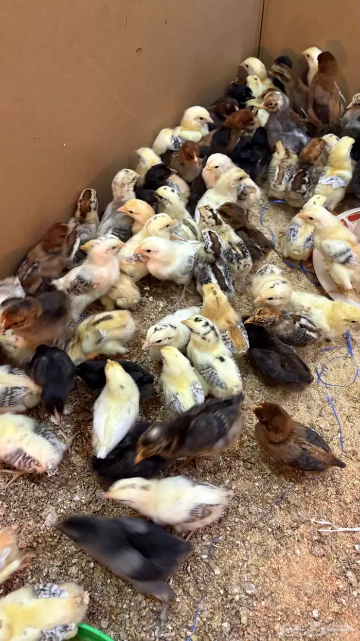 فروخ دجاج بلدي 3