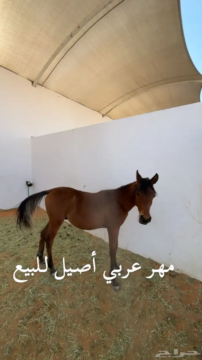 مهر عربي أصيل للبيع 0