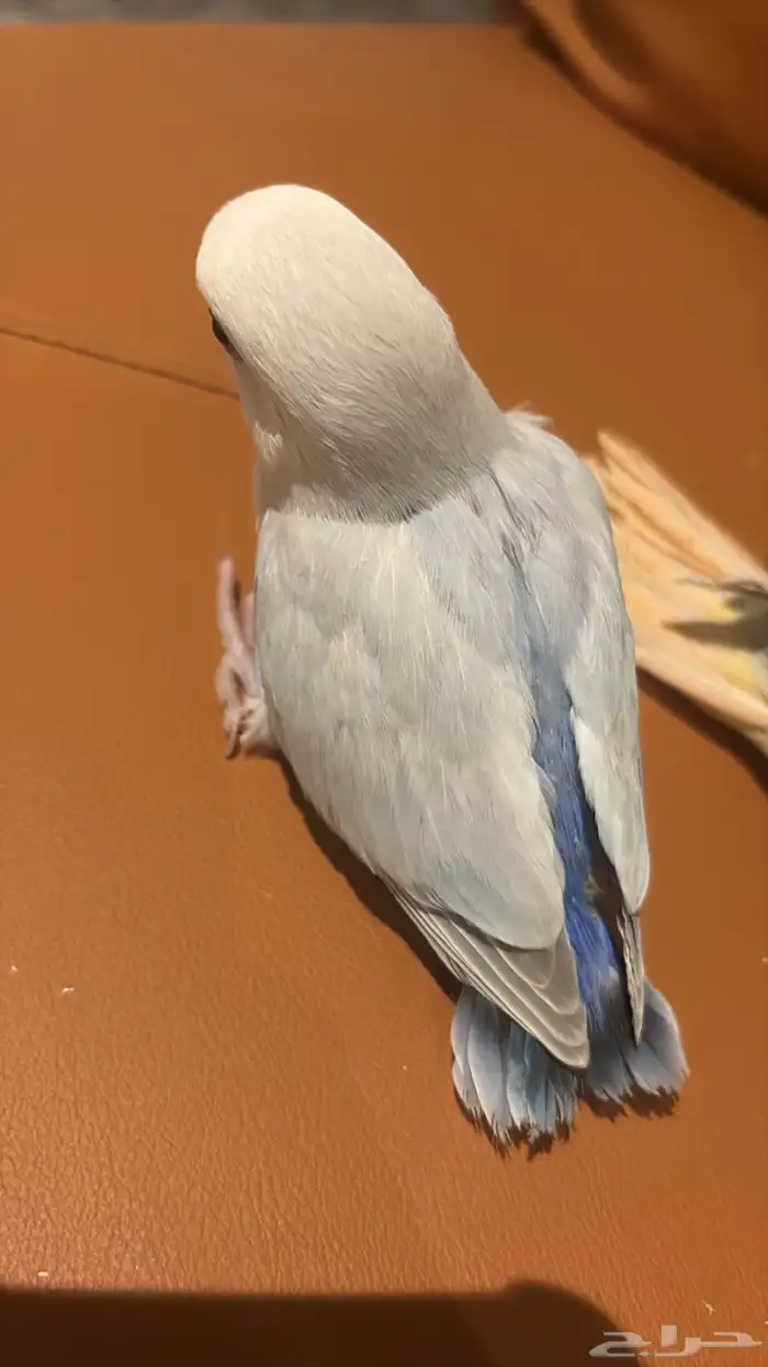 روز اليف جدا 3