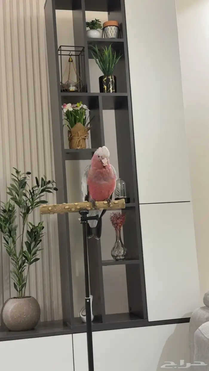 مفقود ببغاء كوكاتو قالا 1