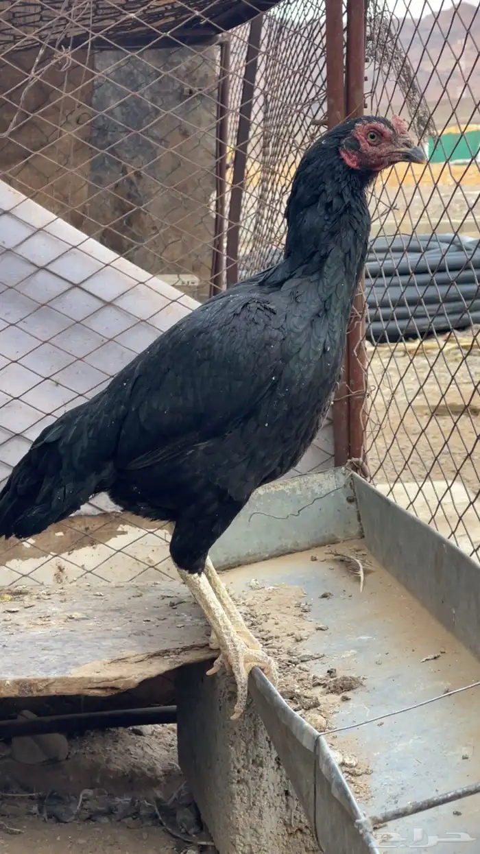 دجاجه باكستانيه 1