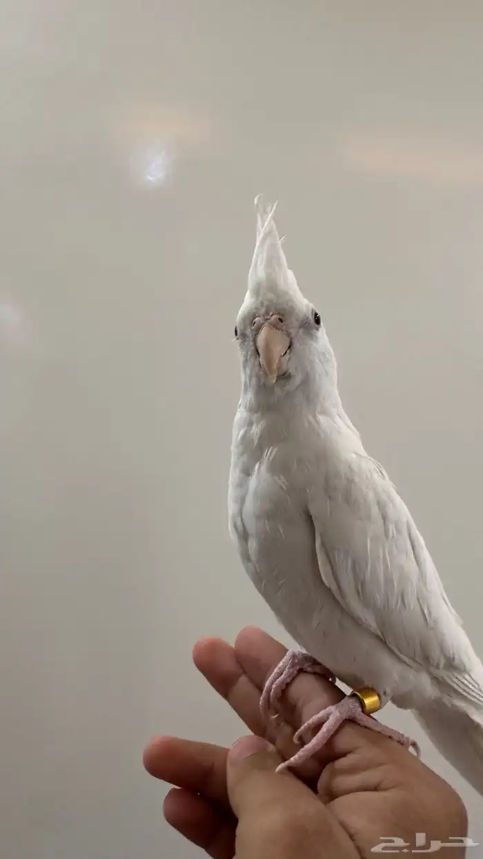 كروان هدد داخلي وبدايات خارجي بينو السوم 350 والبيع قريب 3