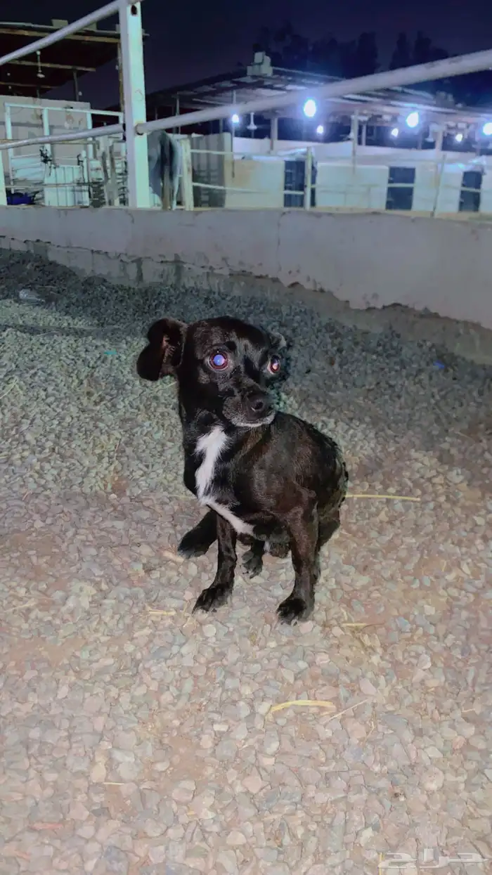 كلب شيواوا قزم جدا 1