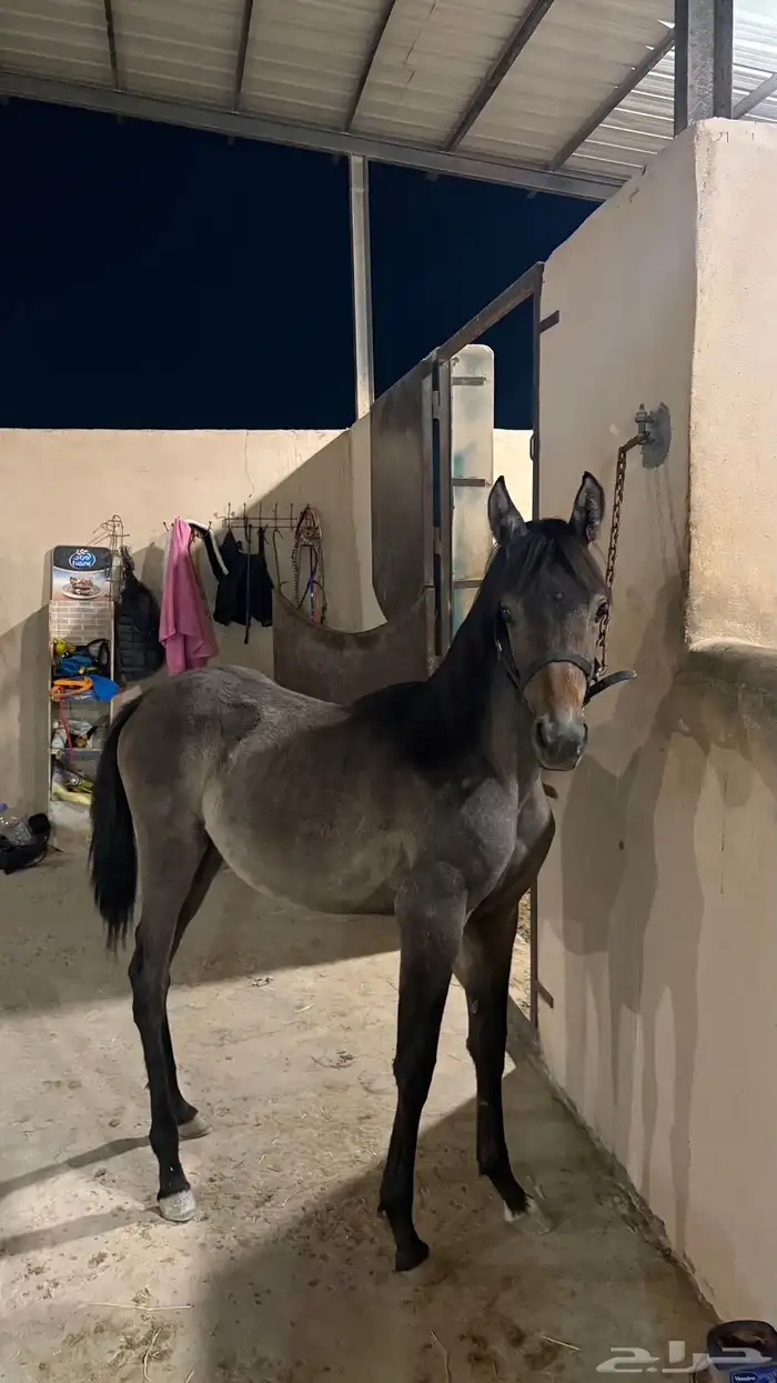 مهره شعبيه 6