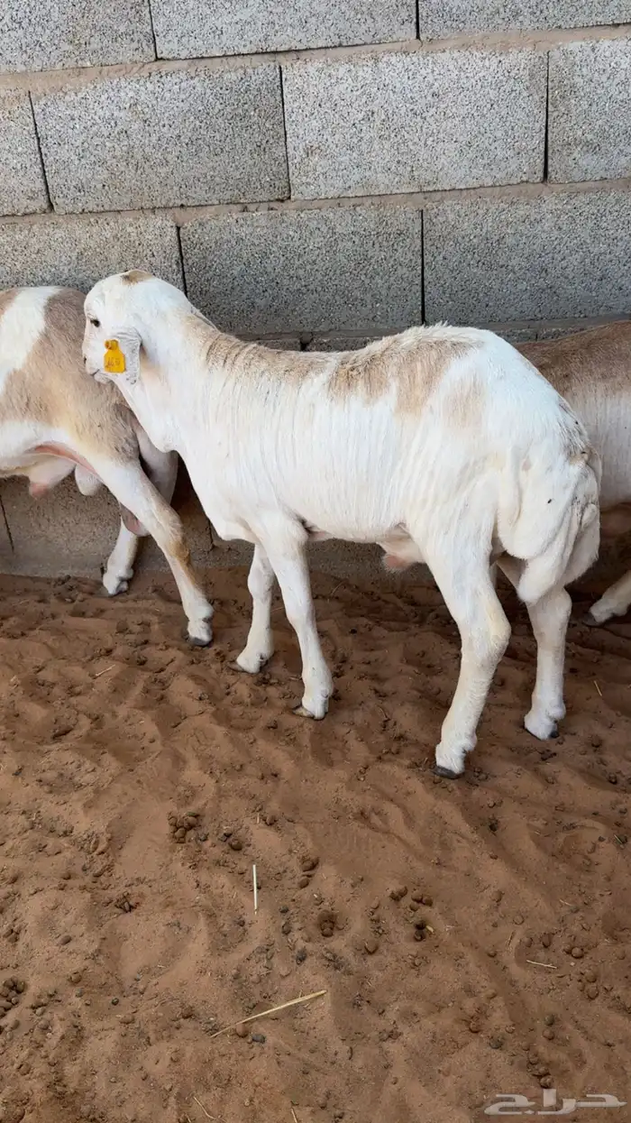 رفيديات مرابي 0