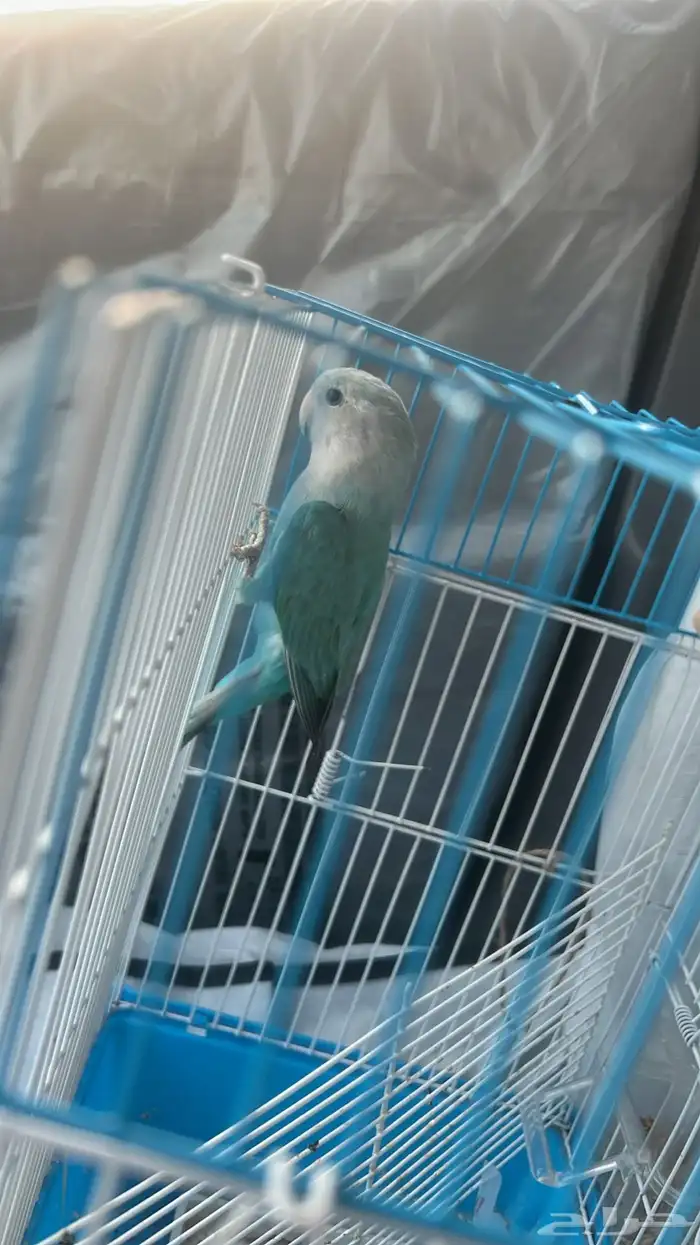 روز للبيع 3 0