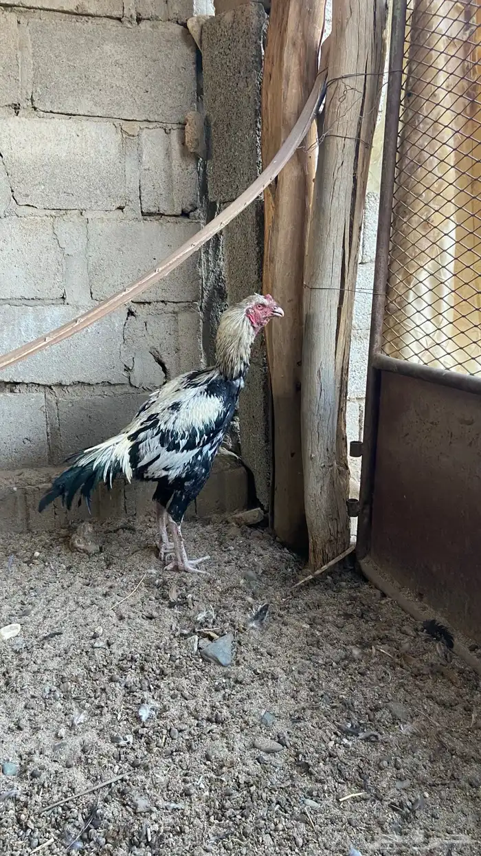 للبيع ديك باكستاني 1