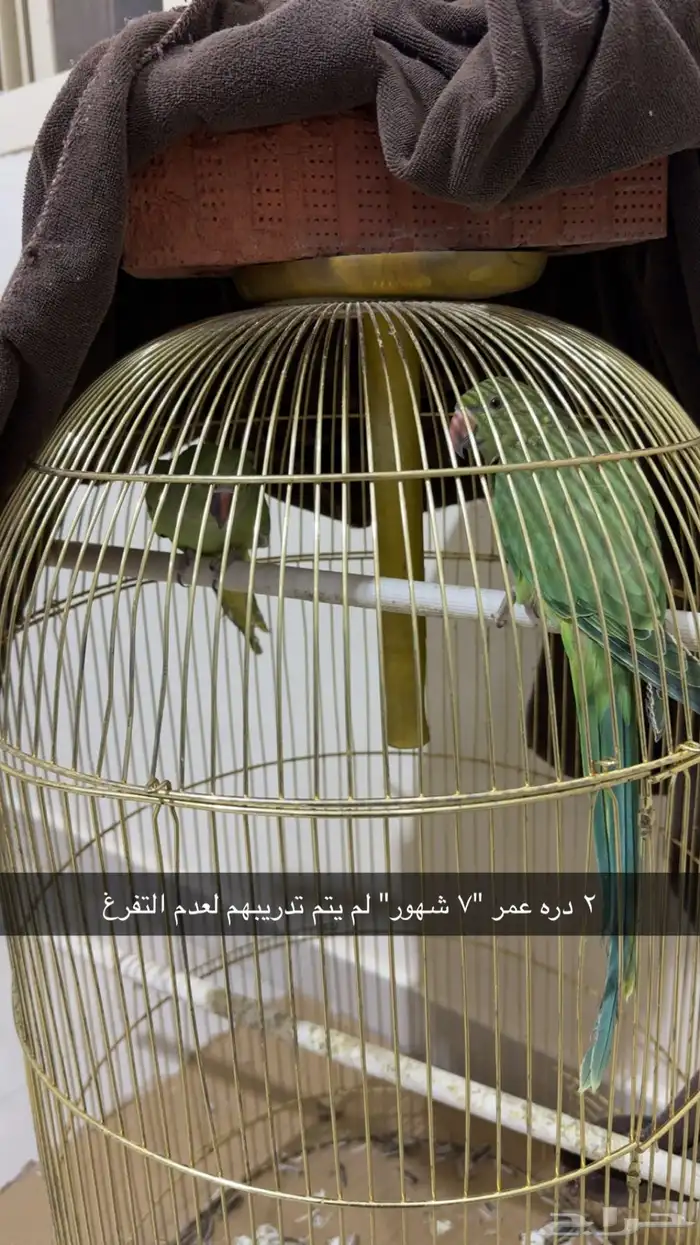 عصافير الحب زوج  ببغاء الدره زوج مع فروخ وبيض قابل للانتاج 9