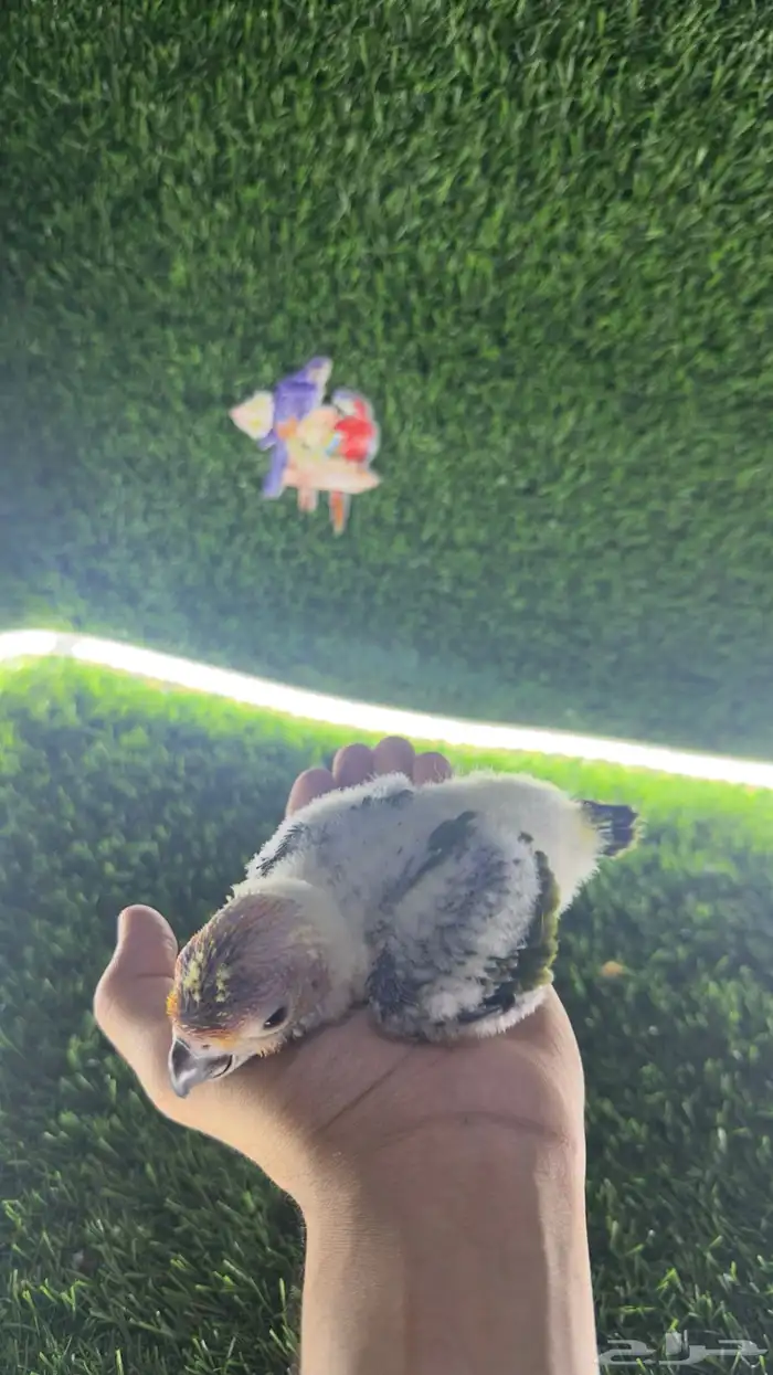 فرخين صن كنيور 1