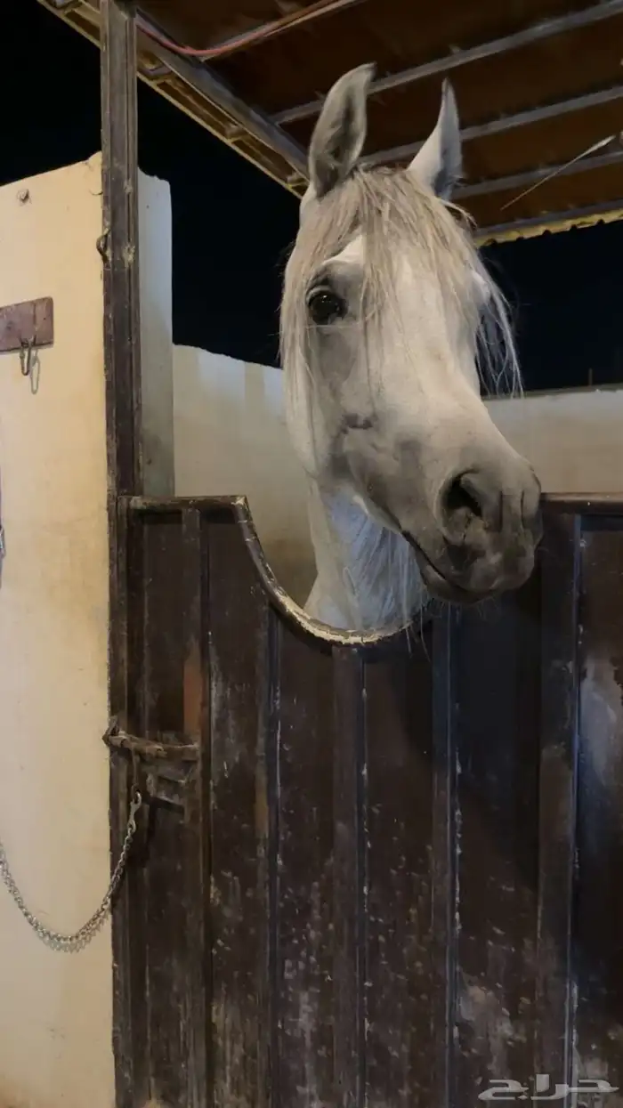 مهره شعبي العمر سنة ونصف ( شهادة تسجيل) الاسم غزل الطلب 1