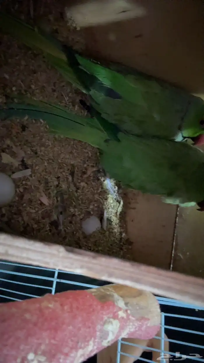 عصافير الحب زوج  ببغاء الدره زوج مع فروخ وبيض قابل للانتاج 8