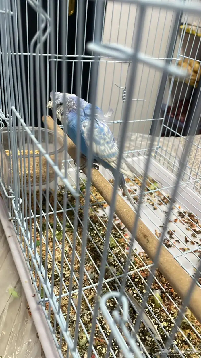 زوج بادجي   هوقو 1