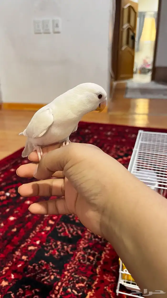 روز البينو عيون حمر سوبر جامبو 2