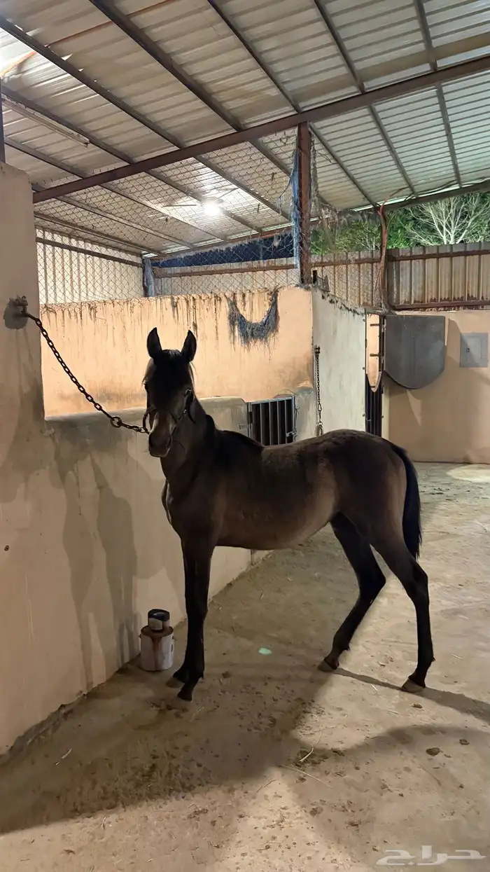 مهره شعبيه 3