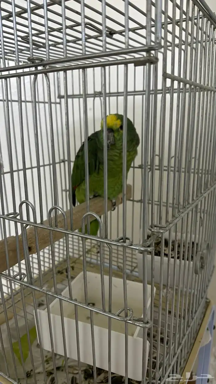 بغبغاء امزوني 1