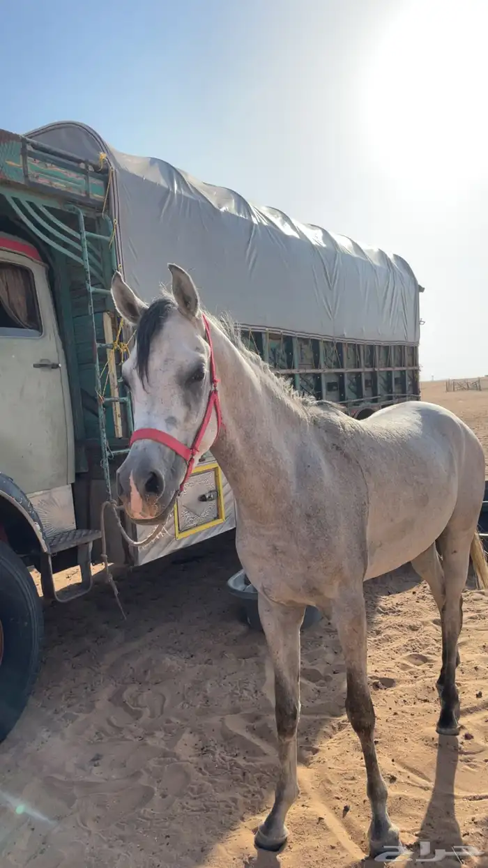 حصان واهو بوراق 2