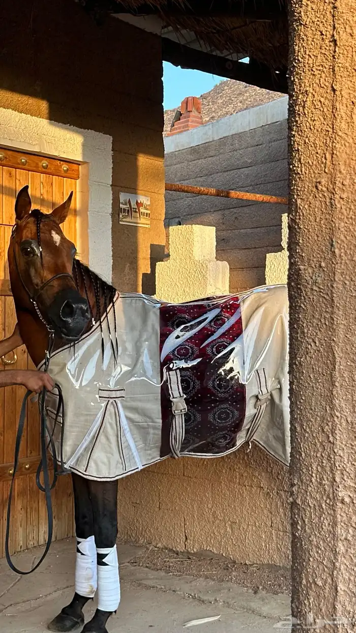 جلال شتوي فاخر 1