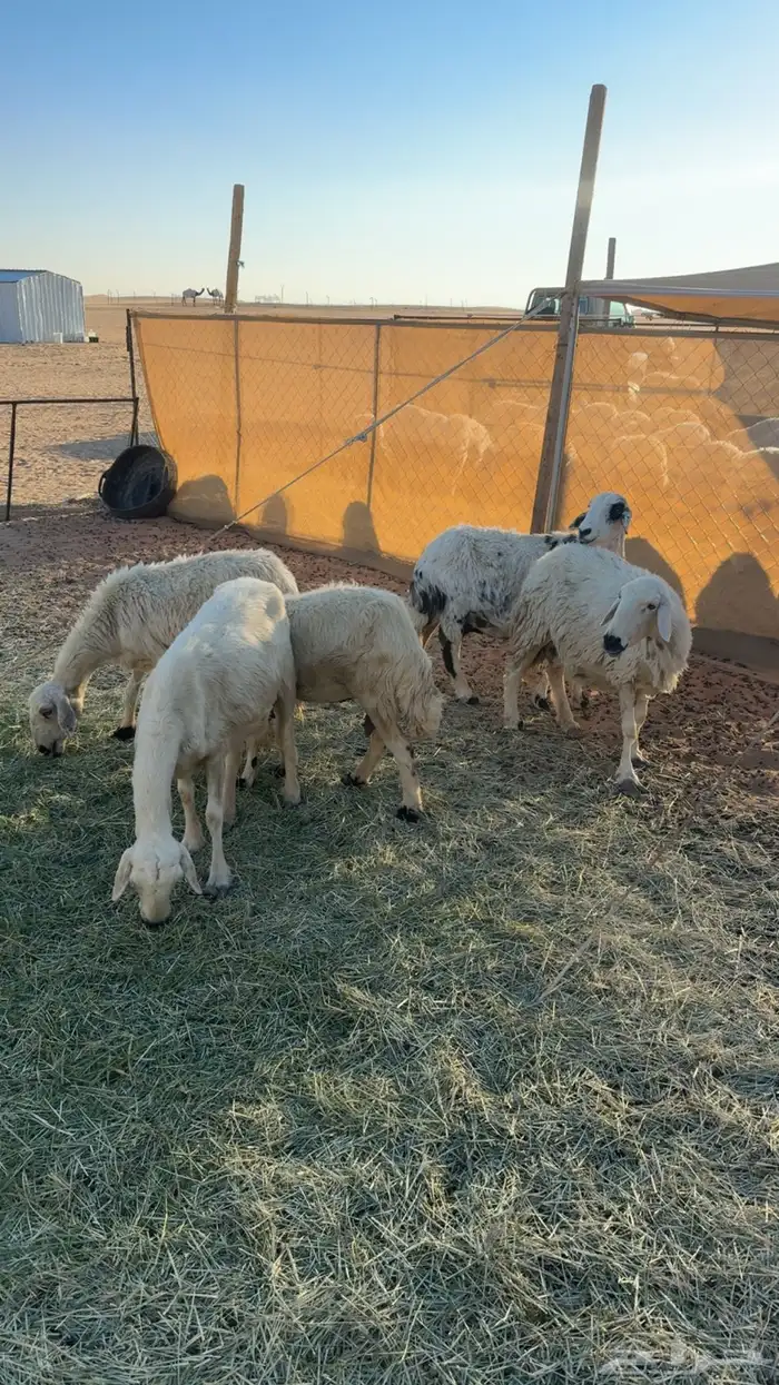 نعاج للبيع 1
