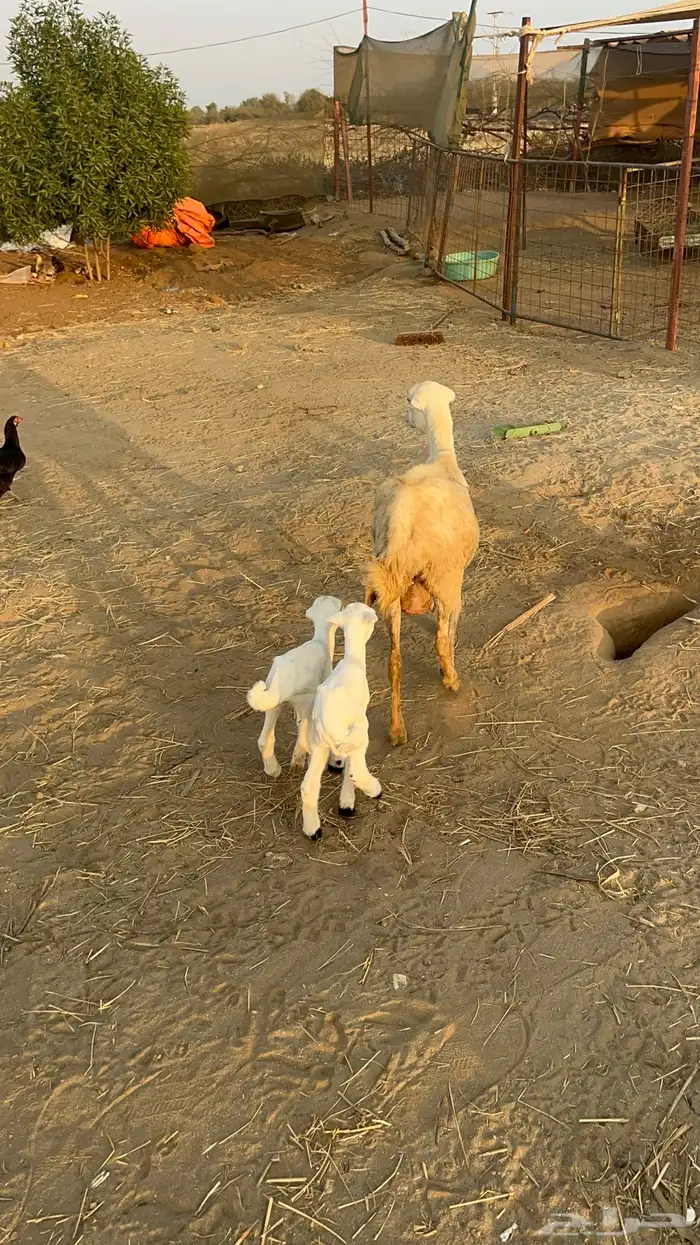 نعجه منتوج متاومه 7