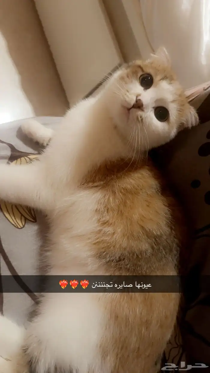 قطه سكواتش طالبه تزاوج 0