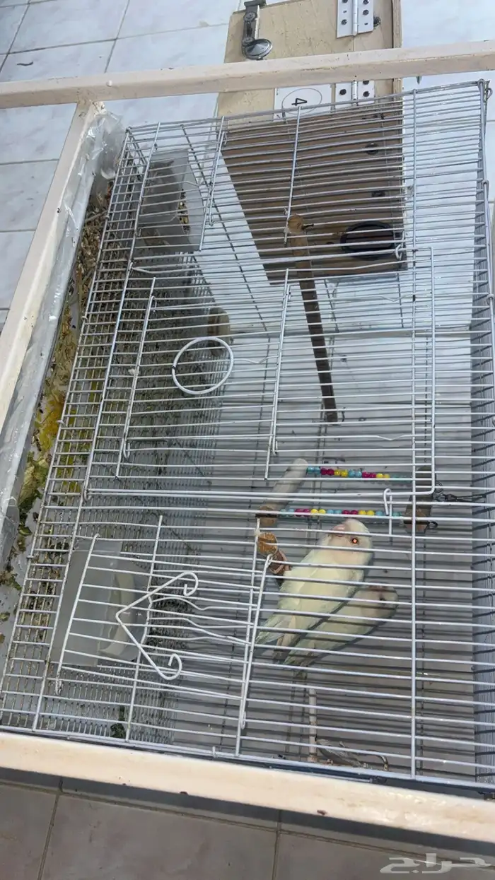 زوج روز منتج البينو 4