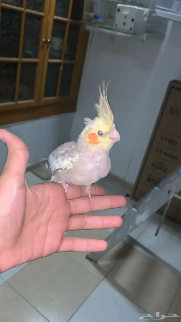 جوز كروان اليف 2