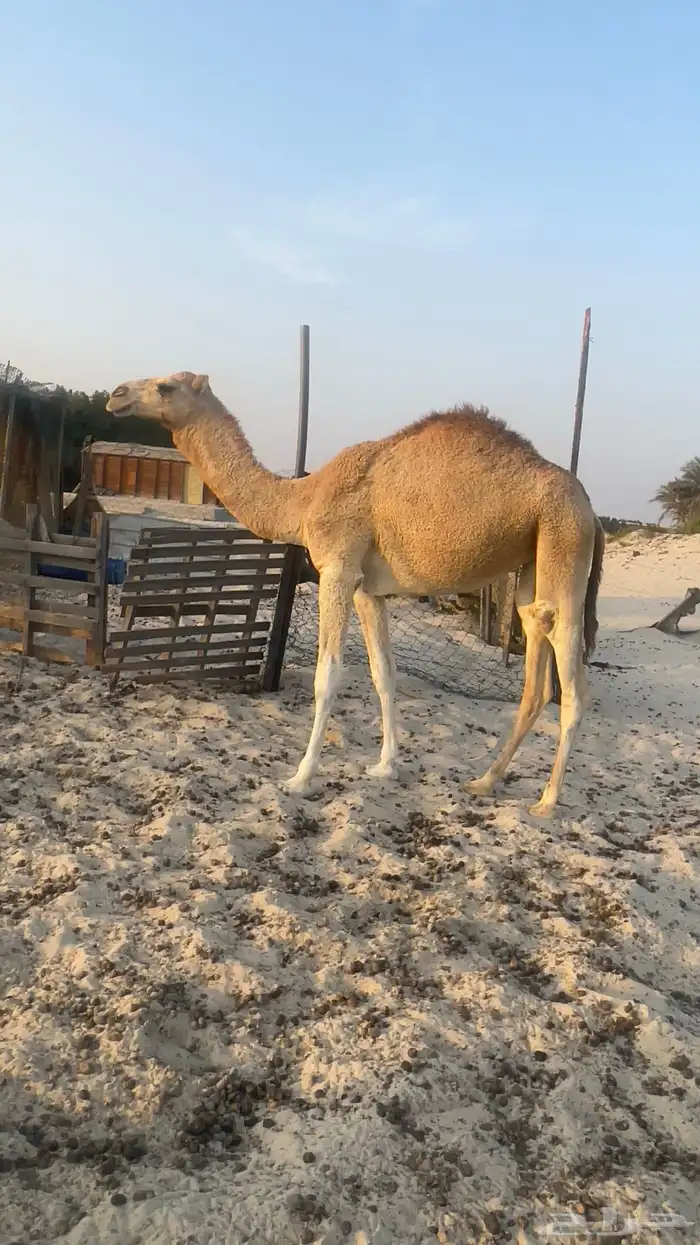 بكره للبيع 1