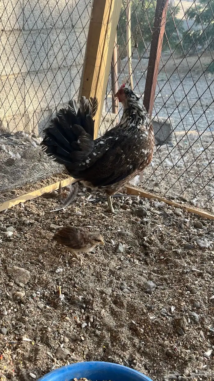 دجاج ماكنتوش 4