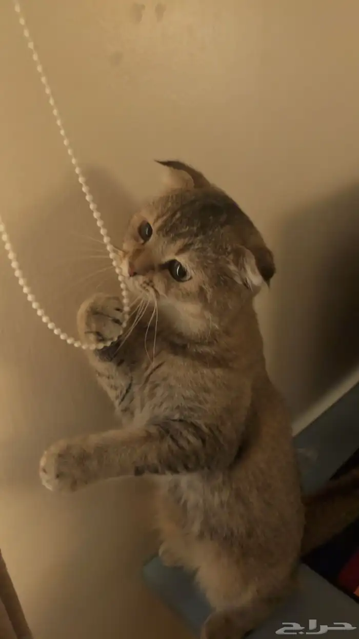 ذكر سكوتش فولد العمر تقريبا 8 شهور او تسع اليف جدا للبيع 0