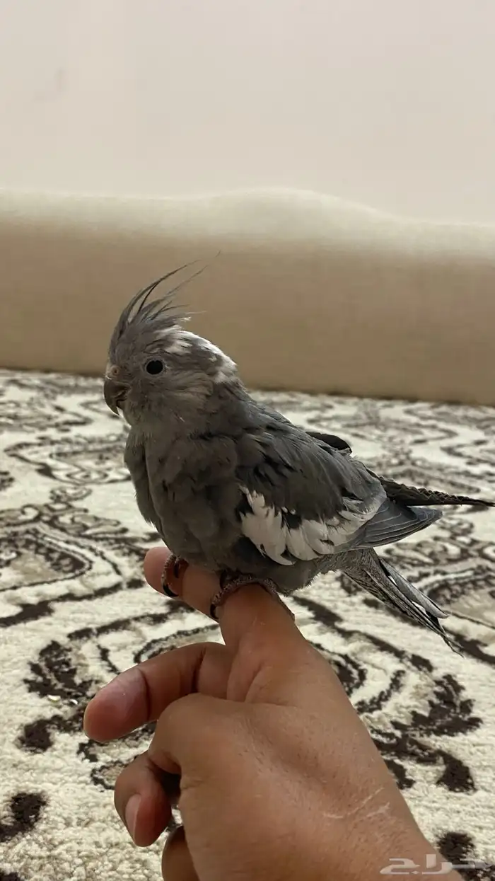 فرخين كروان 3