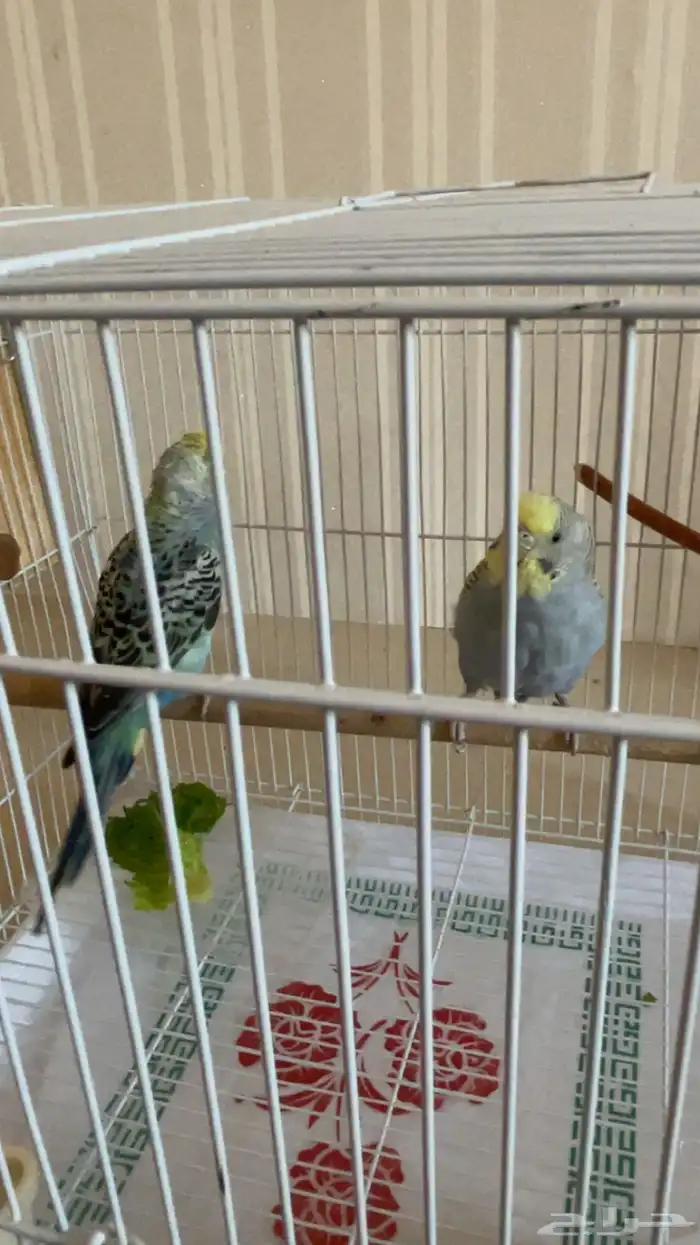 زوج طيور بادجي منتج من قبل للبيع 1