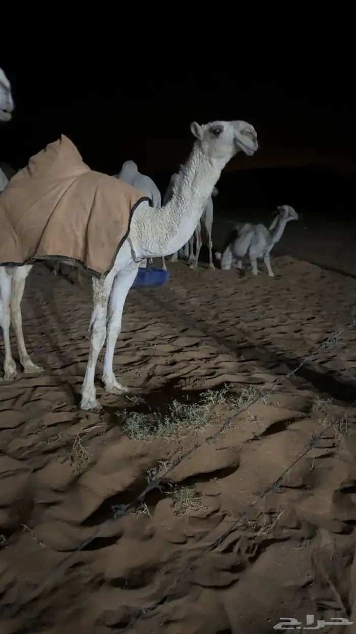 بكره باتليه للبيع 0