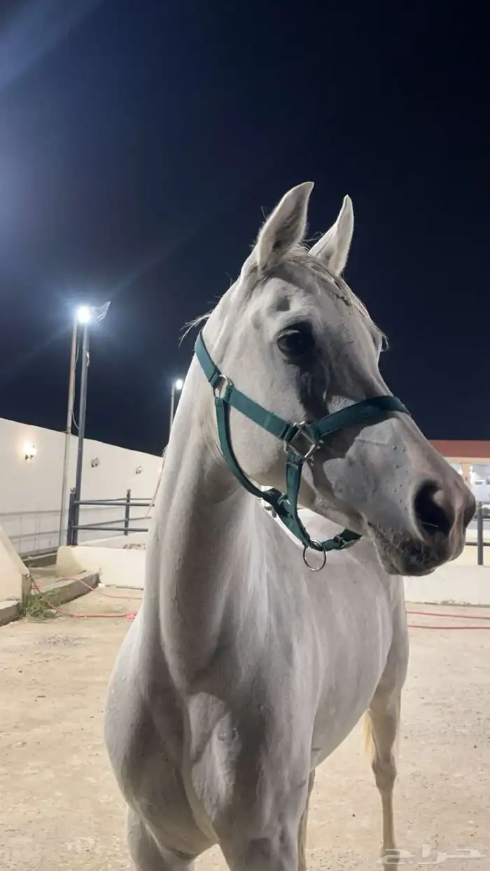 فرس عربيه بأوراق ولقاح ونسبها طيب 0