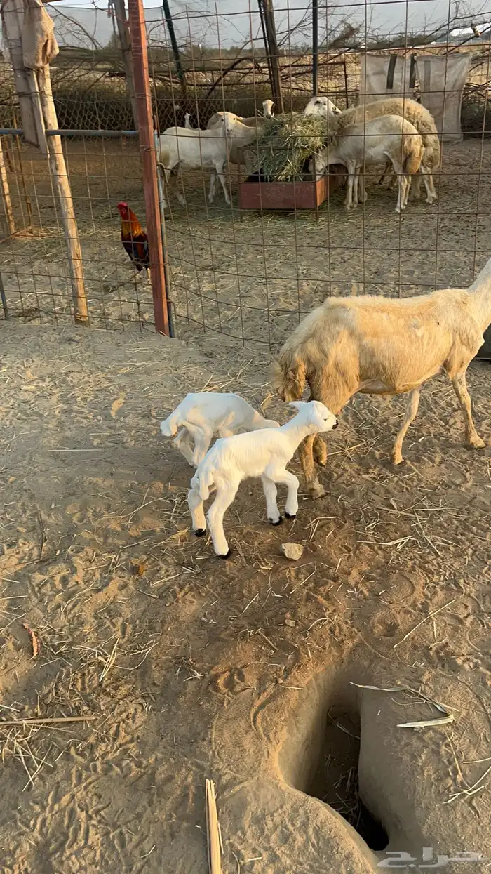 نعجه منتوج متاومه 8