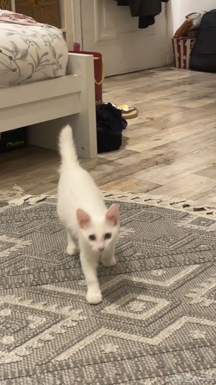 قطط اناث للتبني 0