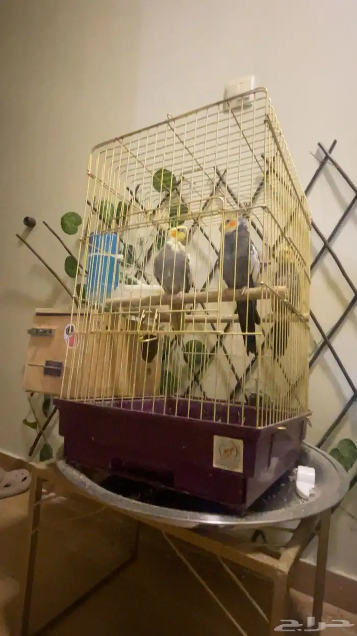 ثلاث طيور كروان للببع 1