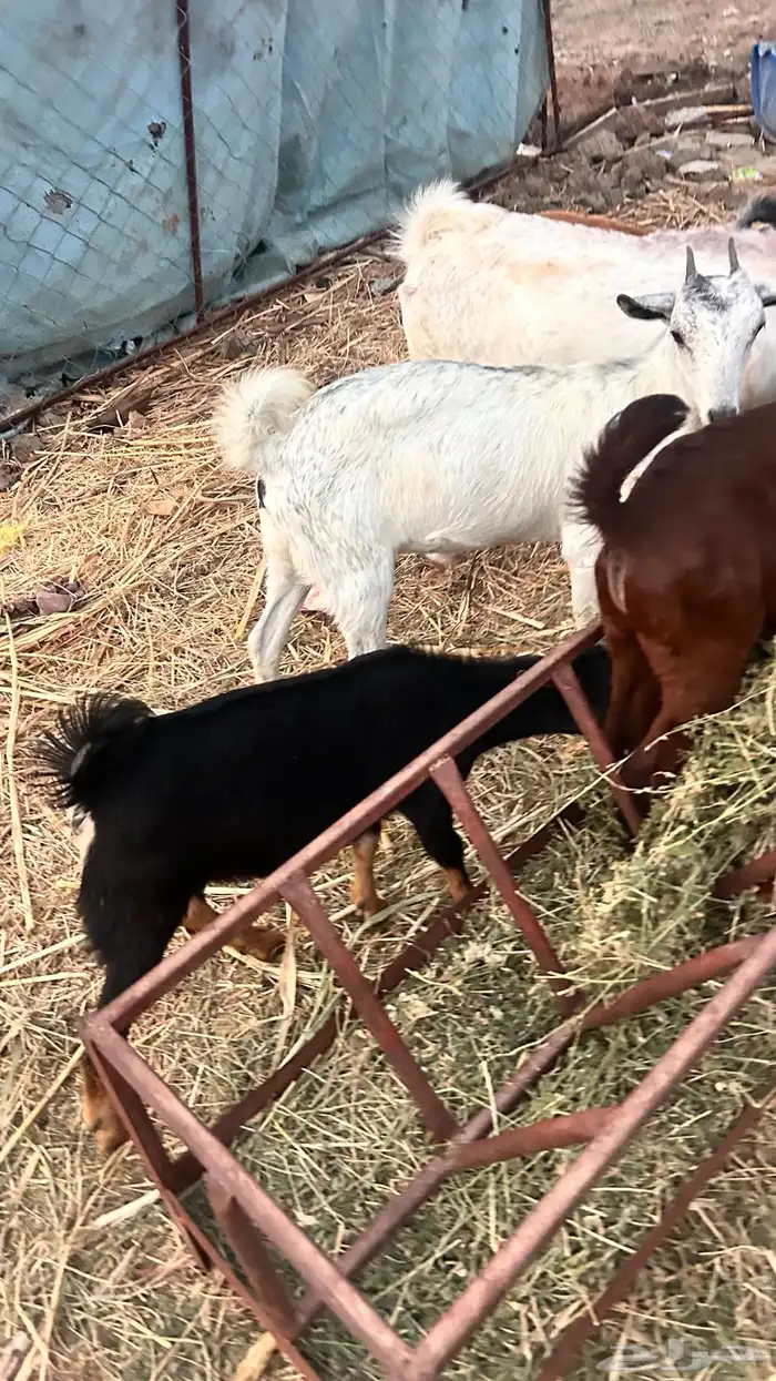 بهم بلدي تربيه 2