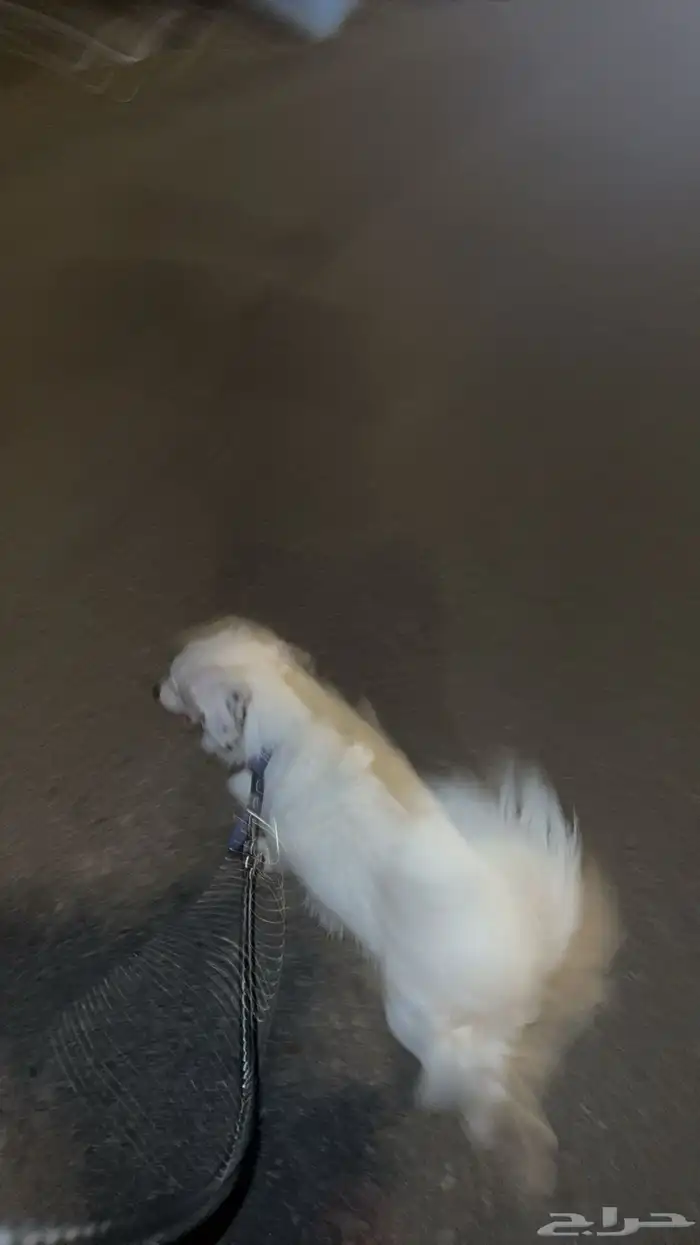 كلب لي البيع جاهز للتزواج 4