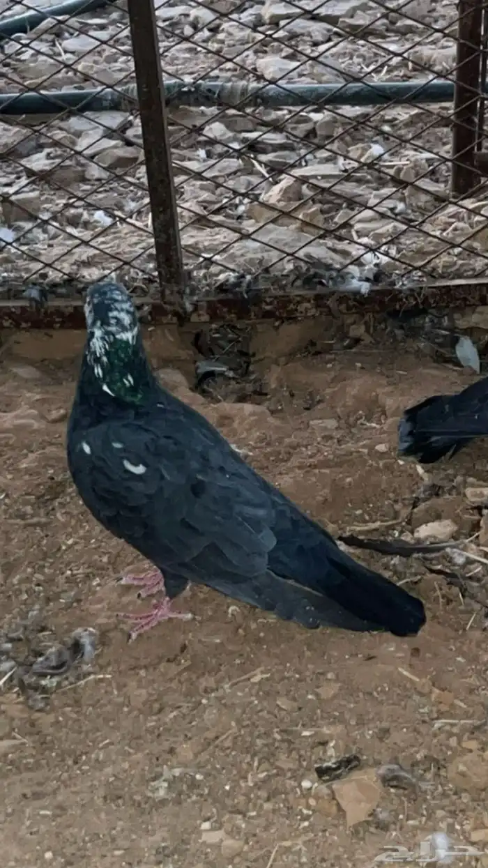 ذكر قطيفي خرش 0