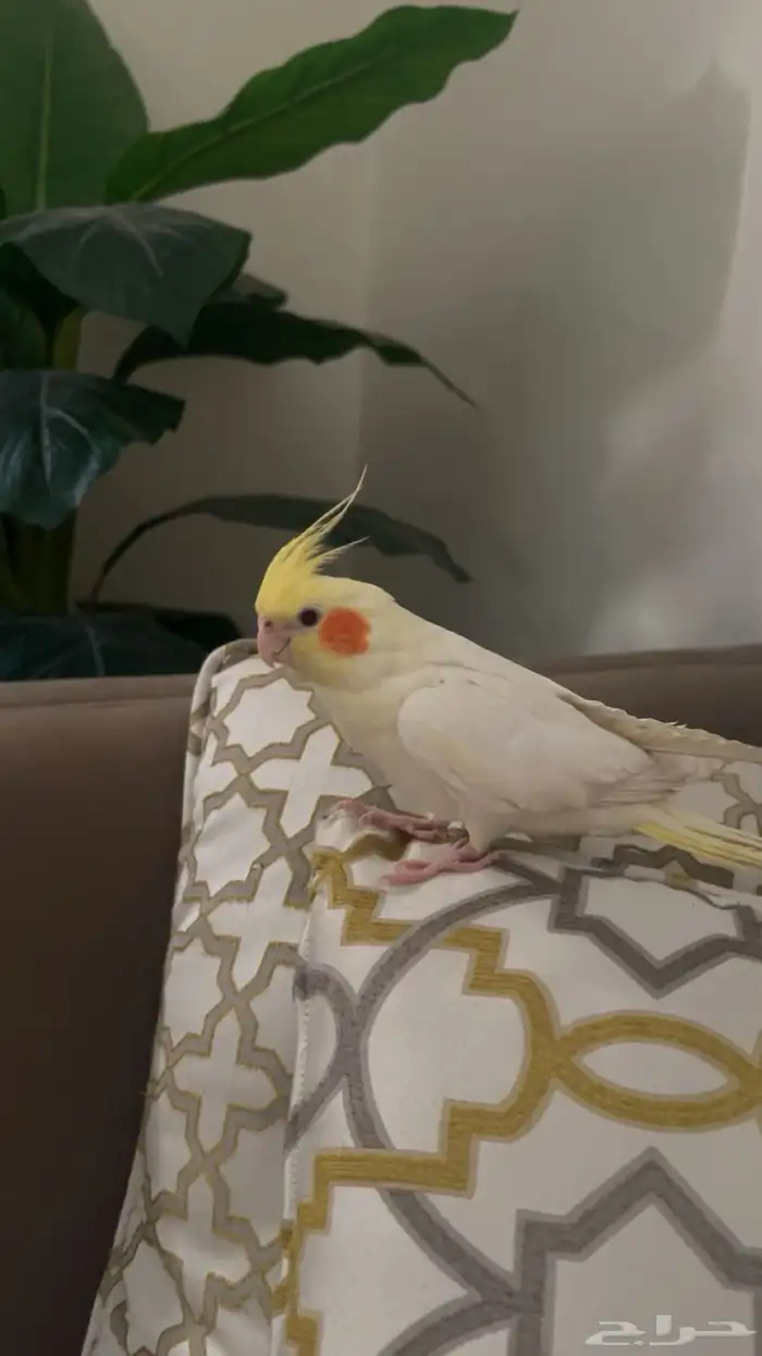 عصفور كروان 1