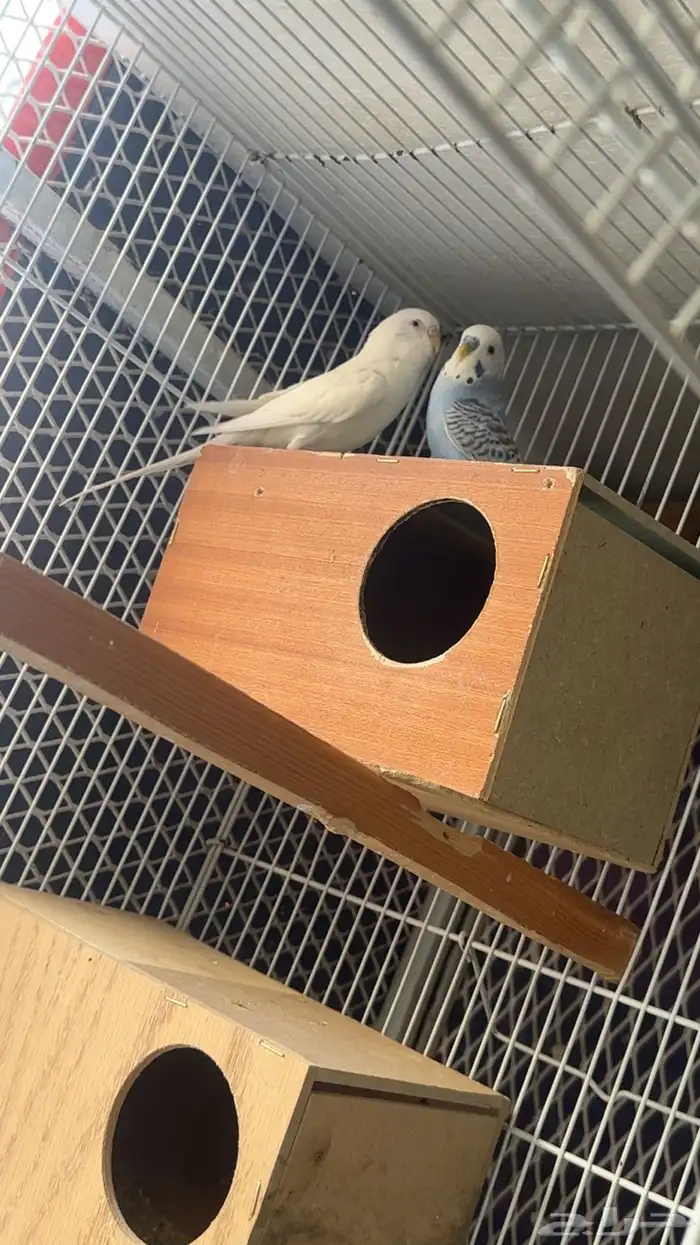 زوجين طيور الحب منتجه للبيع 2