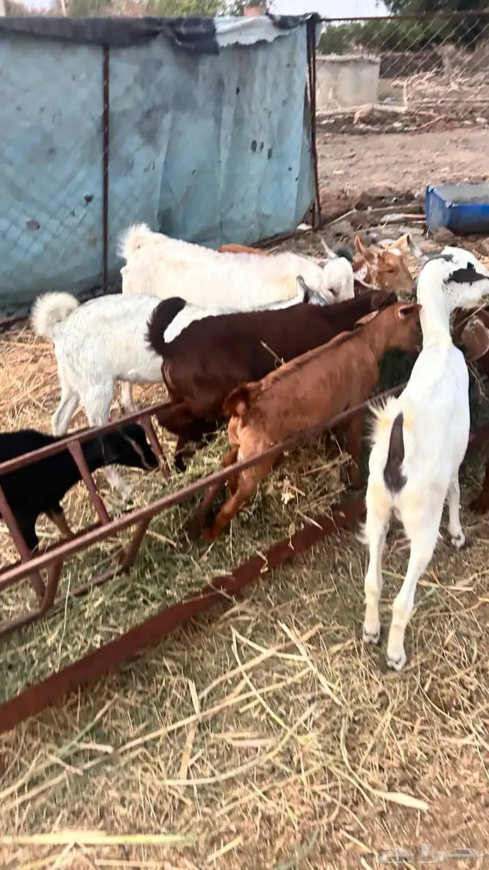 بهم بلدي تربيه 7