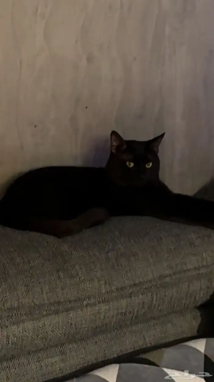 قط اسود للتبني 2