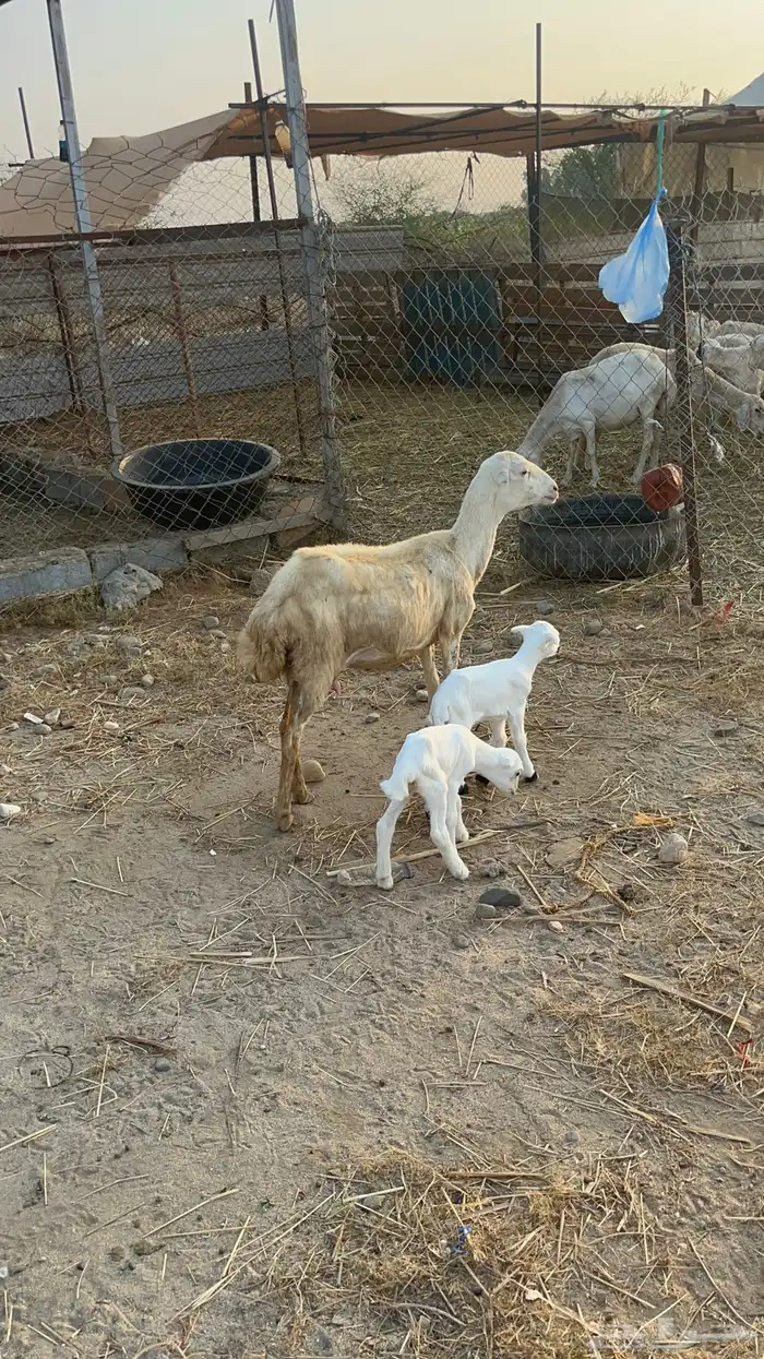 نعجه منتوج متاومه 2