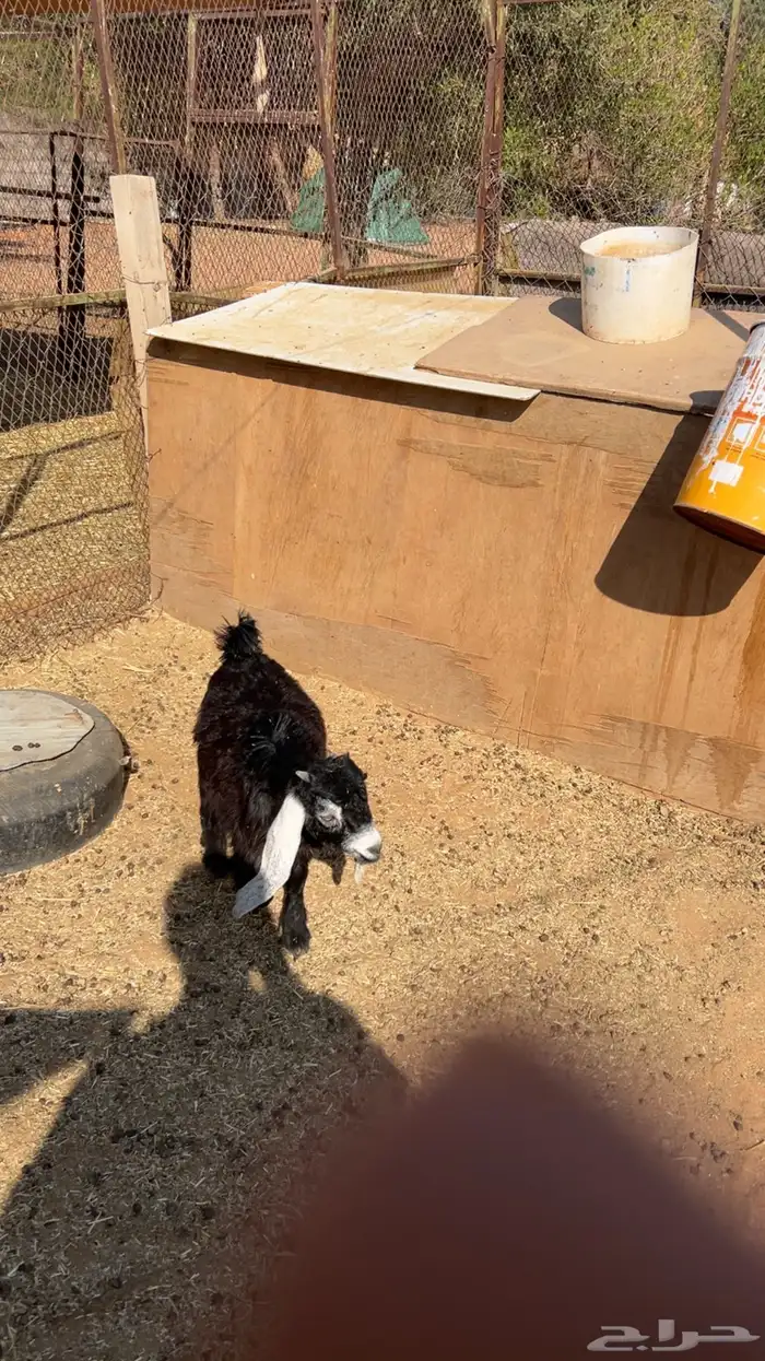 جفره مندي شهرين 5