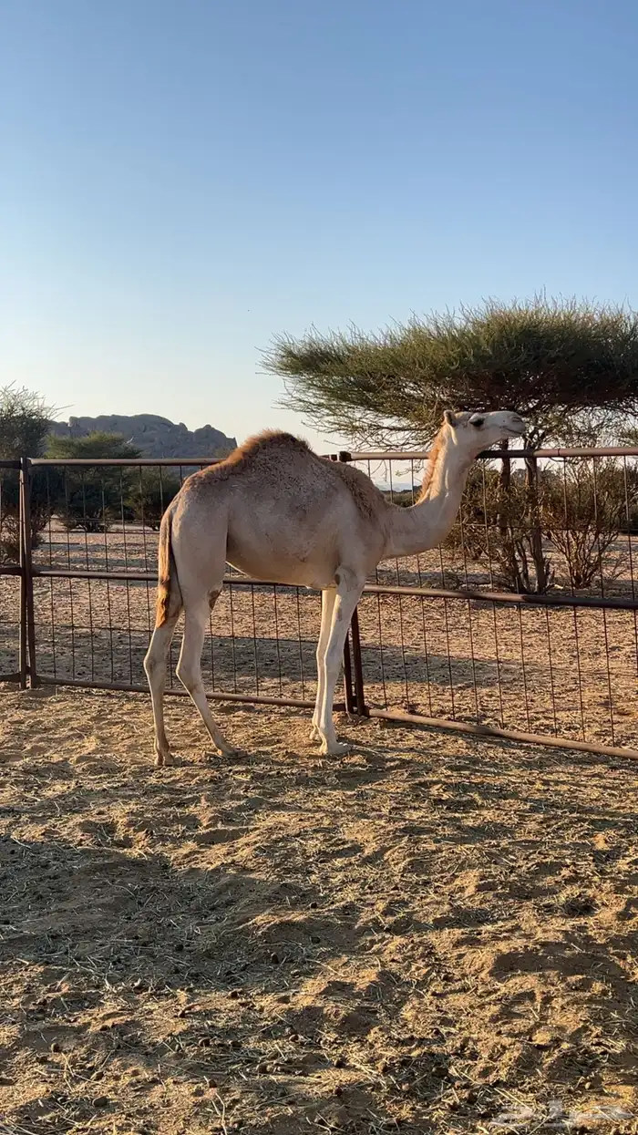 بكره للبيع 0