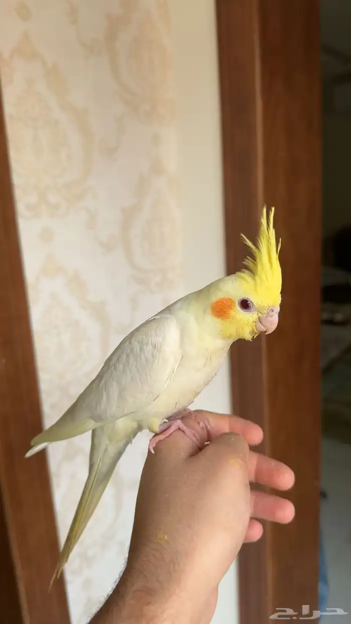 كروان اليف نهاية غر 3