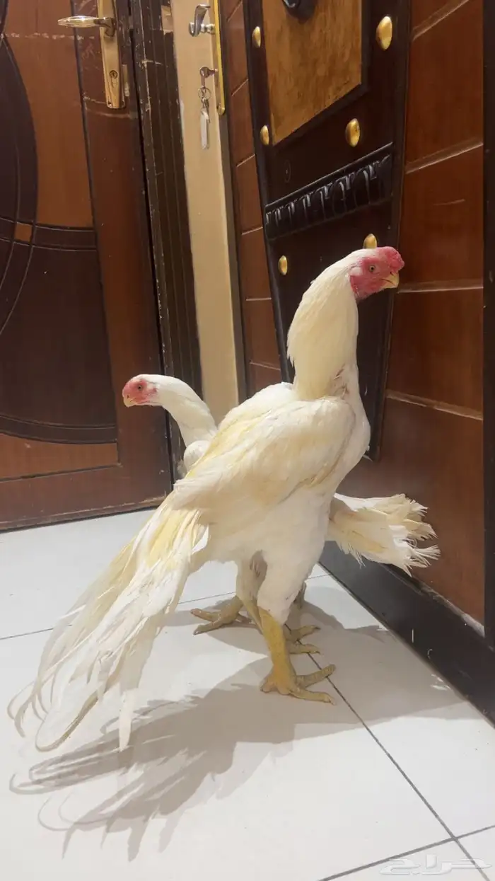 جوز اذناب الهند نوادر فاخر جدا ماشاءالله تبارك الرحمن 0